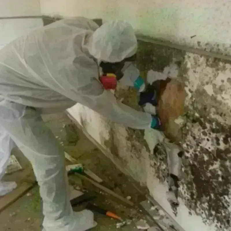 Mold Remediation and Removal in Fort Totten, ND